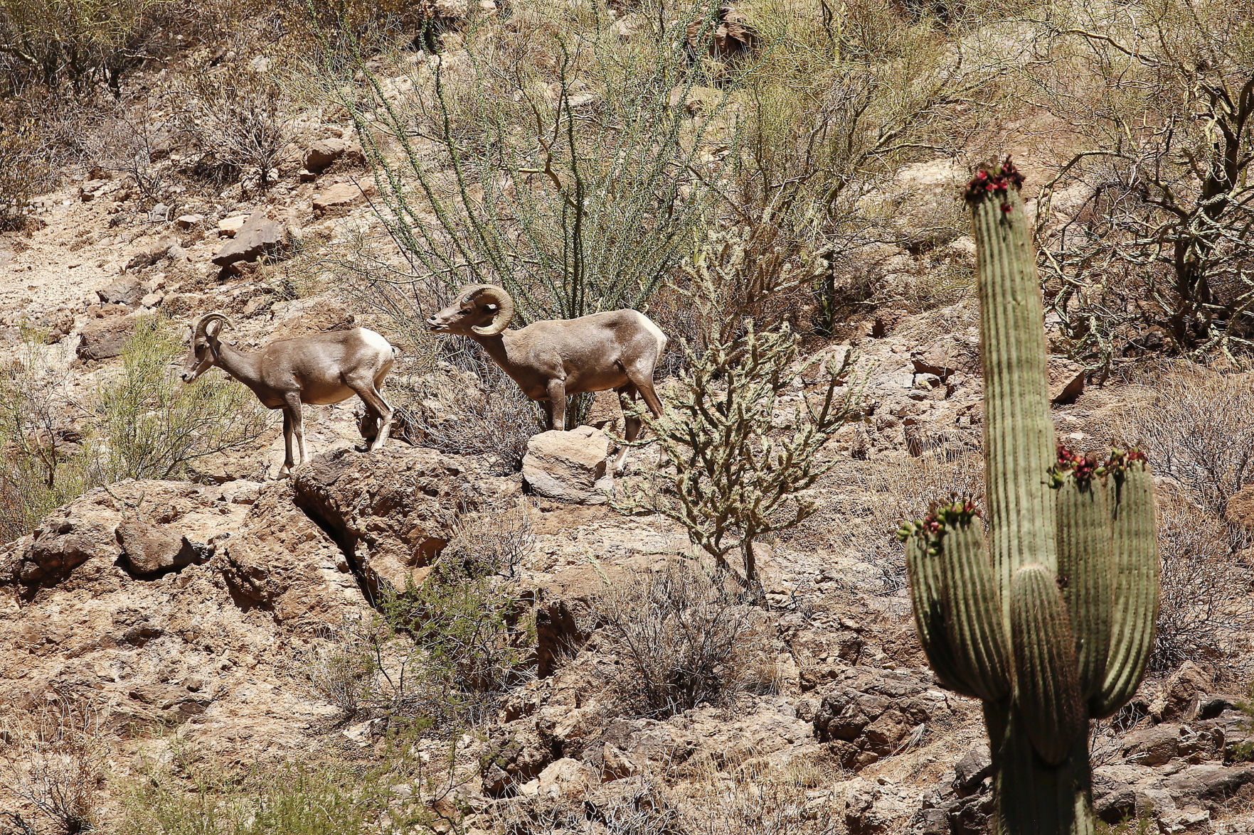 BIGHORN-WILDLIFE-ARIZONA